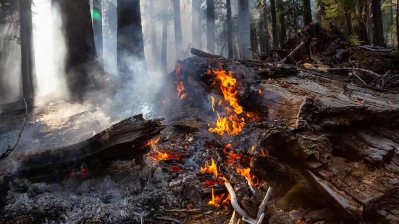 FOREST FIRES: ENVIRONMENTAL EFFECTS (AGAR012PO)
