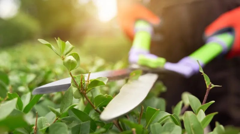 PRUNING TECHNIQUES (AGAU016PO)